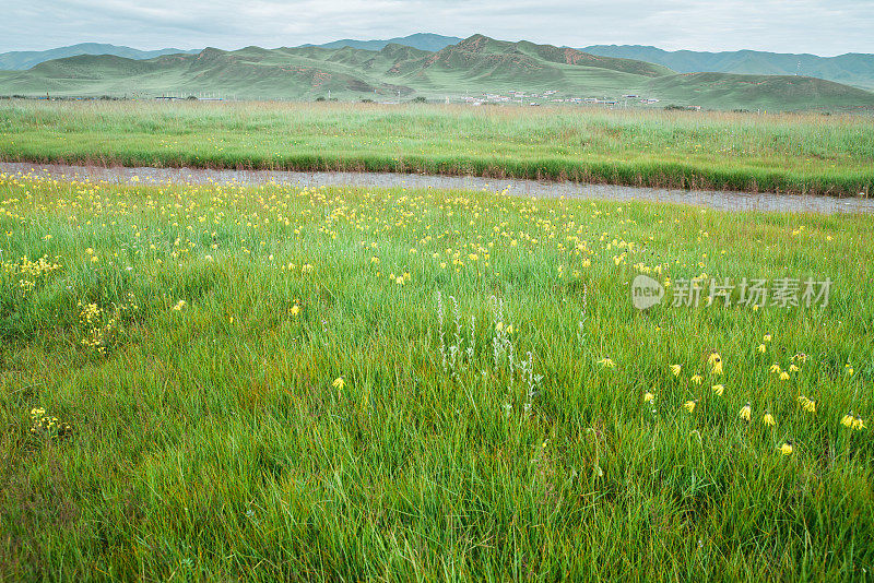 Cremanthodium Benth(垂头菊) growing in plain